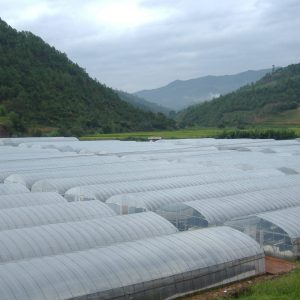 耐老化棚膜（长寿膜）