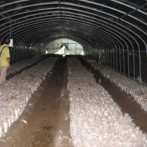 食用菌隔热膜（黑白隔热膜）