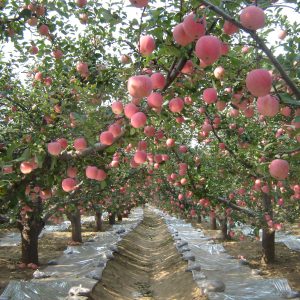 银灰地膜(反光膜)