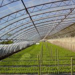 EVA Anti-Qxidative and fog uv Film